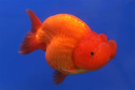 The Ultimate Ranchu Goldfish Care Guide: From Tank Size to .